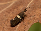 Zápředníček luční - <i>Eidophasia messingiella</i>