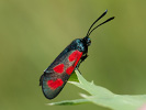 Vřetenuška kozincová - <i>Zygaena loti</i>