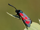 Vřetenuška kozincová - <i>Zygaena loti</i>