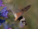 Dlouhozobka svízelová - <i>Macroglossum stellatarum</i>