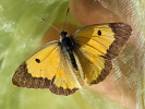 Žluťásek tolicový - <i>Colias erate</i>