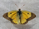 Žluťásek tolicový - <i>Colias erate</i>