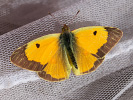 Žluťásek čilimníkový - <i>Colias crocea</i>