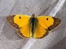 Žluťásek čilimníkový - <i>Colias crocea</i>