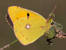Žluťásek čilimníkový - <i>Colias crocea</i>
