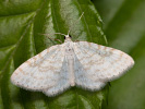 Asthena albulata