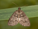 May Highflyer - Hydriomena impluviata
