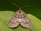 May Highflyer - Hydriomena impluviata