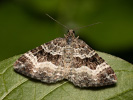 Epirrhoe alternata