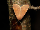 Zlatokřídlec topolový - <i>Cirrhia ocellaris</i>