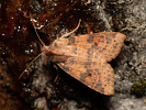 Zlatokřídlec topolový - <i>Cirrhia ocellaris</i>