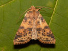 Zlatokřídlec topolový - <i>Cirrhia ocellaris</i>