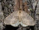 Píďalka podzimní - <i>Operophtera brumata</i>