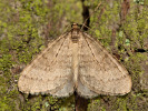 Píďalka podzimní - <i>Operophtera brumata</i>