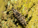 Tmavoskvrnáč zhoubný - <i>Erannis defoliaria</i>