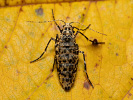 Tmavoskvrnáč zhoubný - <i>Erannis defoliaria</i>