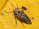 Tmavoskvrnáč zhoubný - <i>Erannis defoliaria</i>