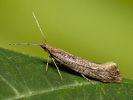 Zápředníček polní - <i>Plutella xylostella</i>