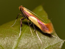 Vzpřímenka - Caloptilia robustella