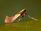 Vzpřímenka - Caloptilia robustella