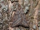 Hedvábnice jarní - Alsophila aescularia