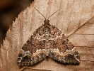 Píďalka zakouřená - Lampropteryx suffumata