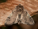 Můřice jarní - Achlya flavicornis