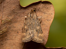 Zavíječ stepní - Pyrausta despicata