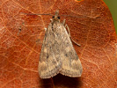 Zavíječ stepní - Pyrausta despicata
