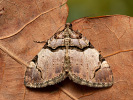 Píďalka černopruhá - Anticlea derivata