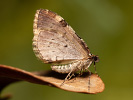 Píďalka černopruhá - Anticlea derivata