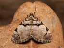 Píďalka černopruhá - Anticlea derivata