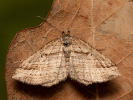 Píďalka pruhovaná - Costaconvexa polygrammata