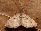 Píďalka pruhovaná - Costaconvexa polygrammata