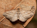 Píďalka pruhovaná - Costaconvexa polygrammata
