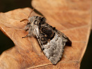 Běloskvrnka lísková - Colocasia coryli