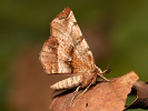 Zejkovec řešetlákový - Selenia dentaria