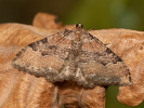 Píďalka jarní - Hydria cervinalis
