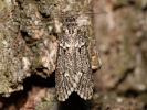 Šedivěnka jarní - Diurnea fagella