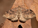 Píďalka jarní - Hydria cervinalis