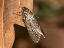Šedivěnka jarní - Diurnea fagella