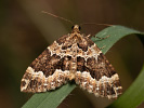 Lampropteryx suffumata