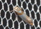 Klíněnka dubová - Phyllonorycter roboris