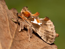 Hřbetozubec stříbroskvrnný