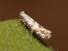 Klíněnka javorová - Phyllonorycter acerifoliella