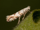 Klíněnka javorová - Phyllonorycter acerifoliella