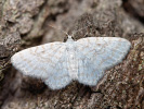 Asthena albulata