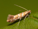 Klíněnka jírovcová - Cameraria ohridella