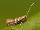 Klíněnka jírovcová - Cameraria ohridella