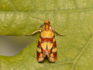 Obalečík jestřábníkový - <i>Aethes tesserana</i>